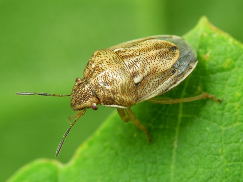 Neottiglossa leporina (Herrich-Schäffer, 1830)